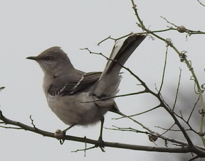 photo of a mockingbird