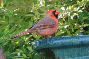 cardinal on a birdbath