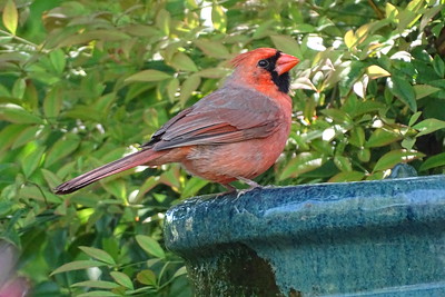 cardinal on a birdbath