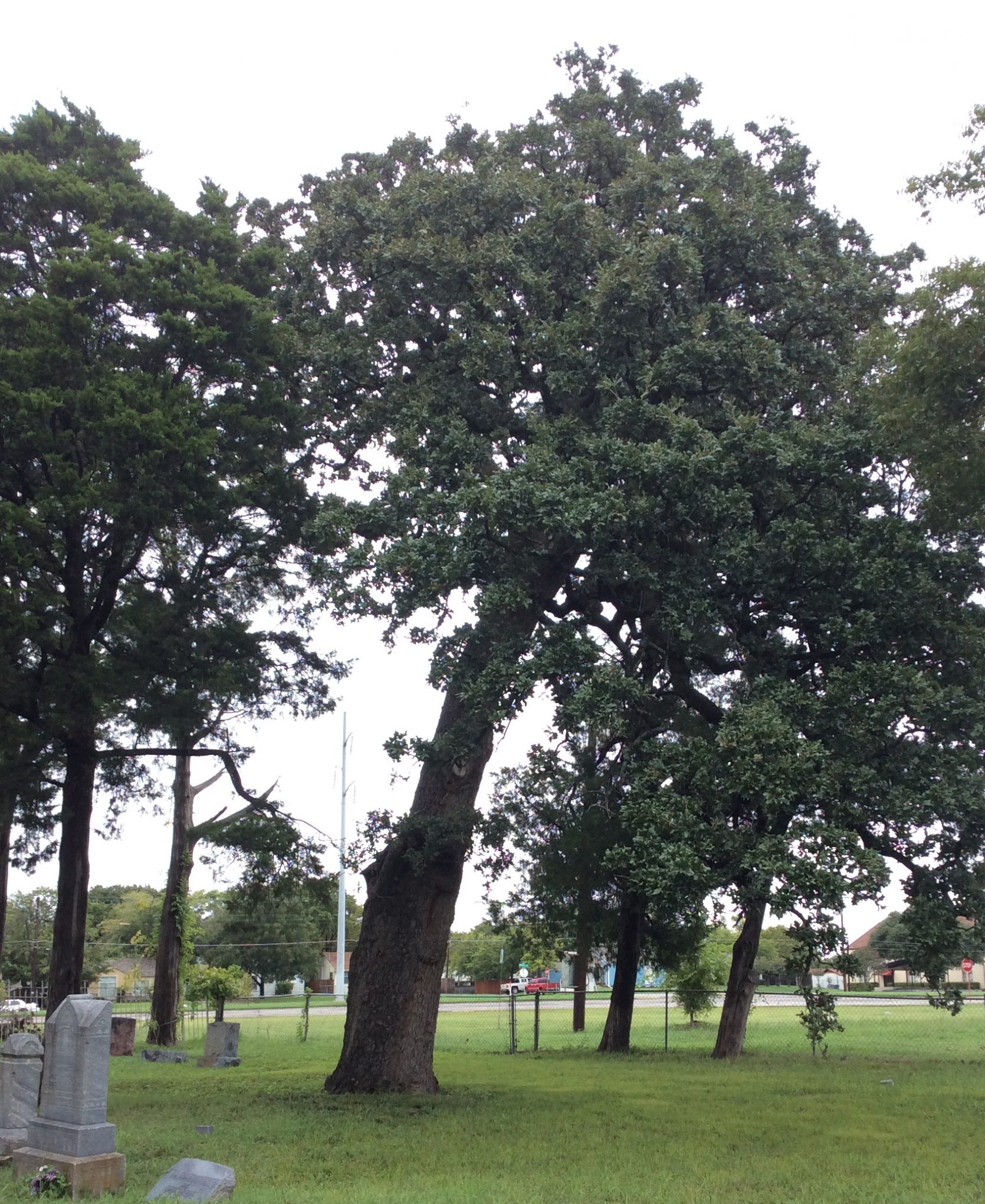Large Post Oak Tree