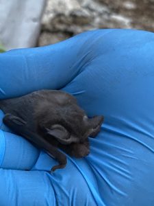 Injured Mexican free-tailed bat resting in someone's hand