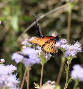 Queen butterfly on Gregg's Mistflower
