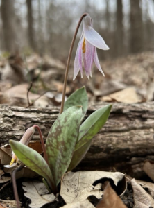 a trout lily begins to bloom