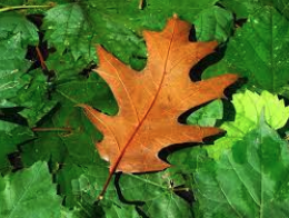 a brown oak leaf rests atop green vegetation