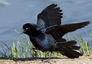 photo of male grackle