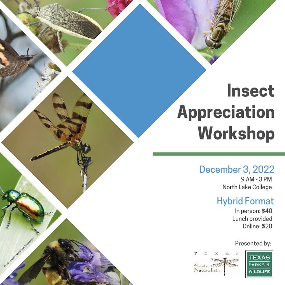Flyer for Insect Workshop