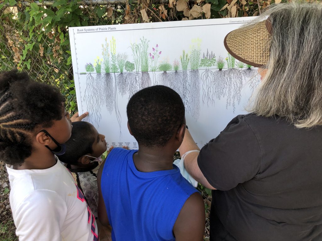 Children looking at a drawing of native plants and their deep roots.