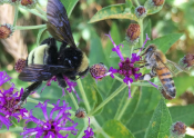 a bumblebee and a honeybee nectaring on purple flowers